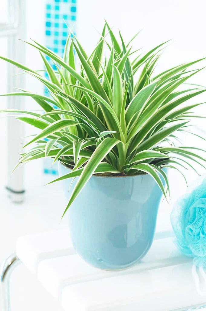 Chlorophytum comosum ‘Variegatum’ – Variegated Spider Plant