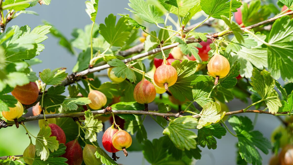 Ribes uva-crispa (Gooseberry)