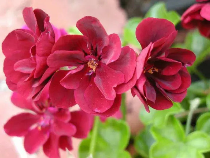 Pelargonium peltatum (Ivy Geranium)