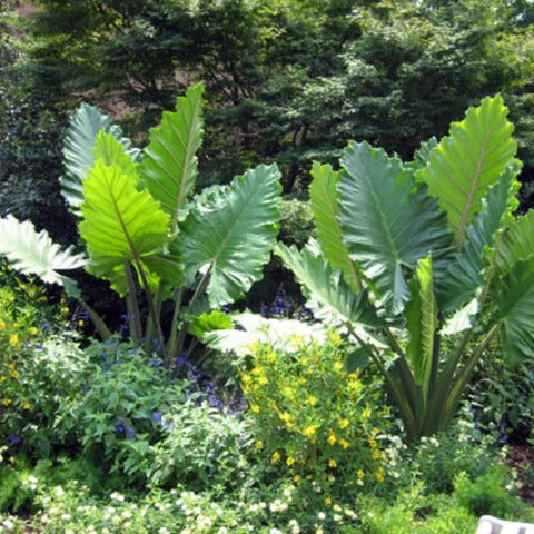 Alocasia ‘Portodora’ (Elephant Ear / Upright Elephant Ear)