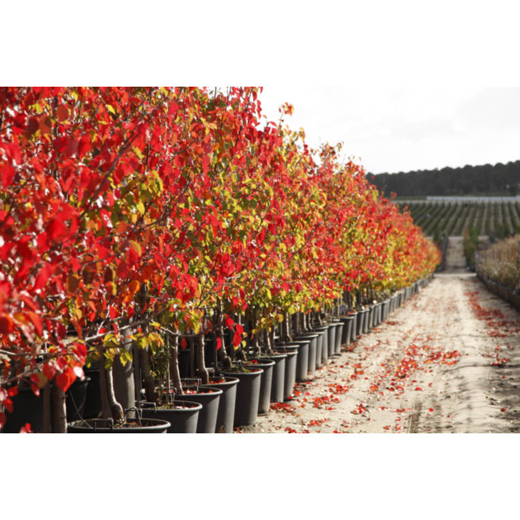 Pyrus ussuriensis (Manchurian Pear)