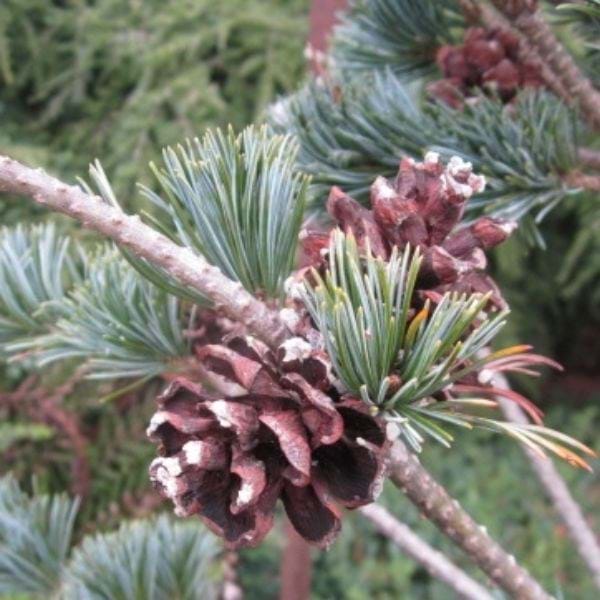 Pinus parviflora ‘Hatsukasa’ (Japanese White Pine)