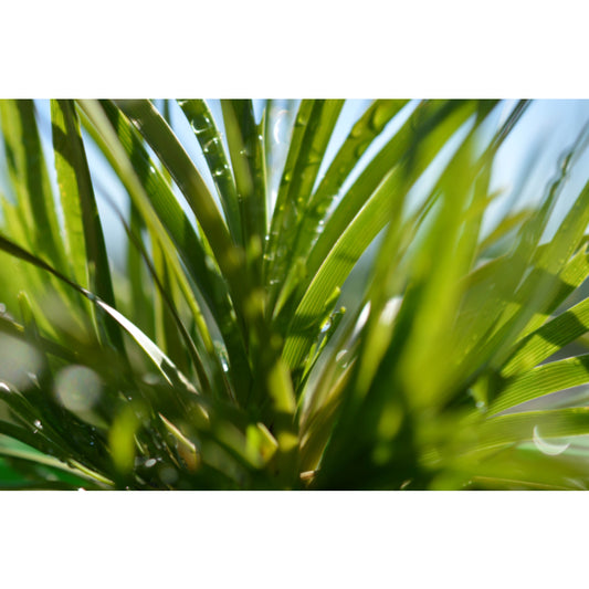 Lomandra longifolia x confertifolia (Lime Tuff)