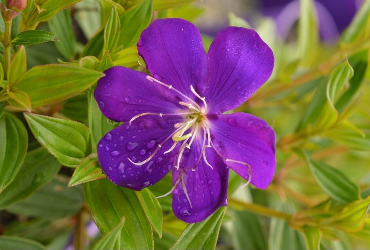 Tibouchina 'Carol Lyn'