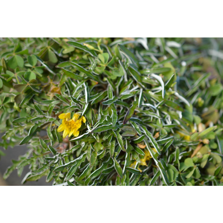 Dymondia margaretae (Dymondia)