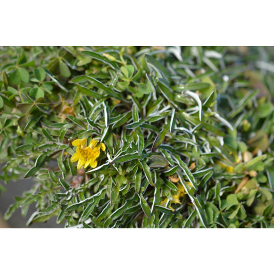 Dymondia margaretae (Dymondia)