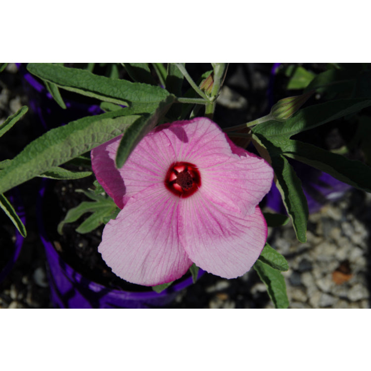 Hibiscus ‘Aussie Pink’
