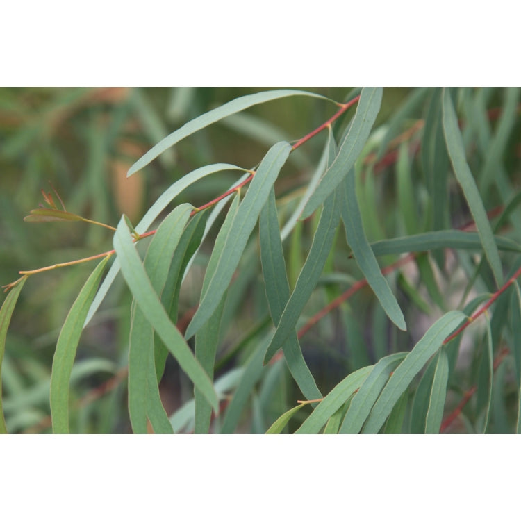 Eucalyptus Nicholii (Narrow-Leaved Peppermint)