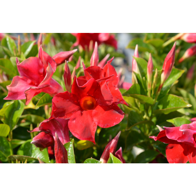 Mandevilla Sun Parasol® ‘Classic Crimson Fantasy’