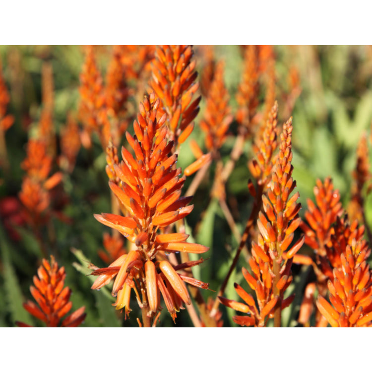 Aloe 'Copper Shower'