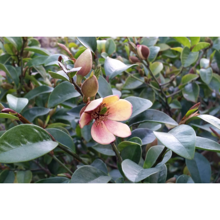 Michelia Lady of the Night (Port-Wine Magnolia)