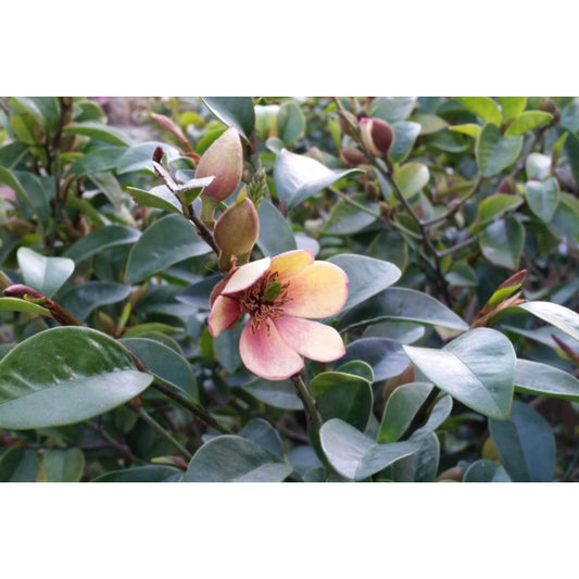 Michelia Lady of the Night (Port-Wine Magnolia)