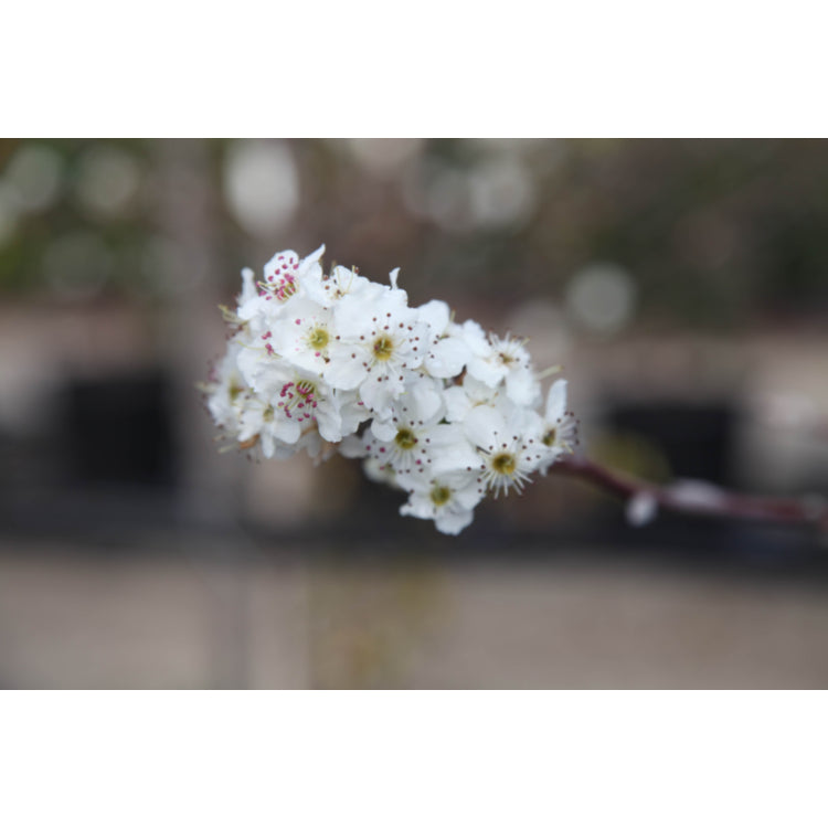 Pyrus ussuriensis (Manchurian Pear)