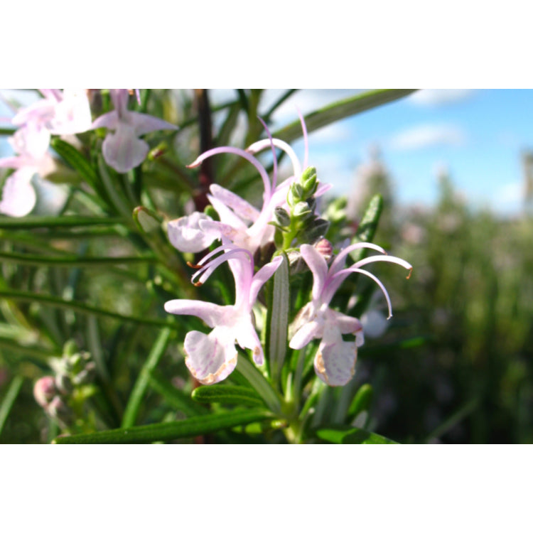Rosmarinus officinalis ‘Portuguese Pink’ – Pink Rosemary