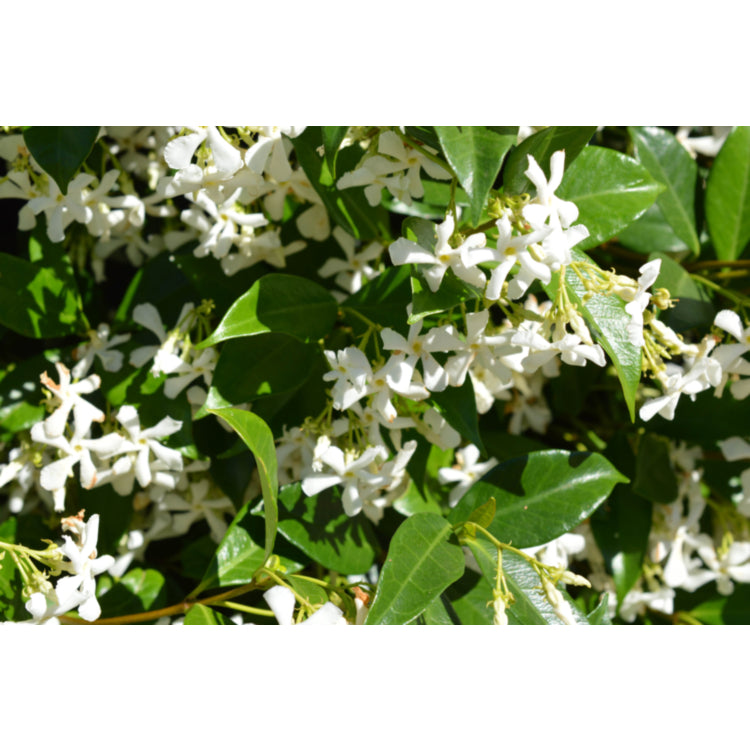 Trachelospermum jasminoides (Chinese Star Jasmine)