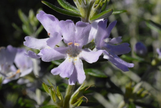 Westringea 'Jervis Gem'