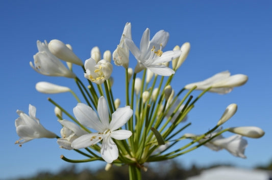 Agapanthus 'Snowball'