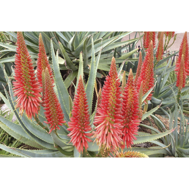 Aloe hybrid (LEO 3711) Super Red™ (Super Red Aloe)