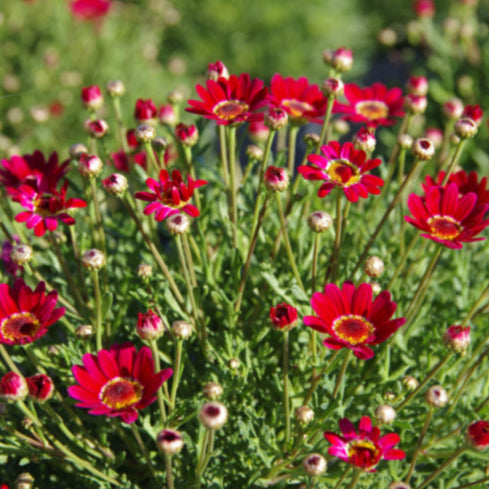 Argyranthemum frutescens (Madeira Red Single)