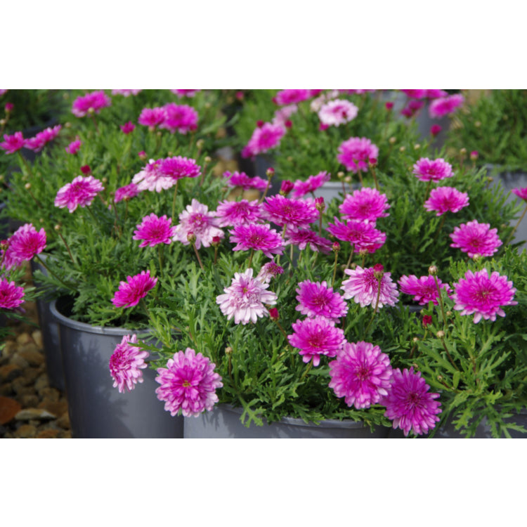 Argyranthemum frutescens (Argyranthemum Sunday Best)