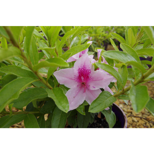 Rhododendron Simsii (Azalea Indica Alphonse Anderson)