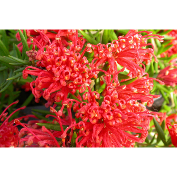 Grevillea juniperina ‘New Blood’ (New Blood Grevillea)