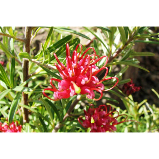 Grevillea obtusifolia ‘Gin Gin Gem’ (Gin Gin Gem Grevillea)