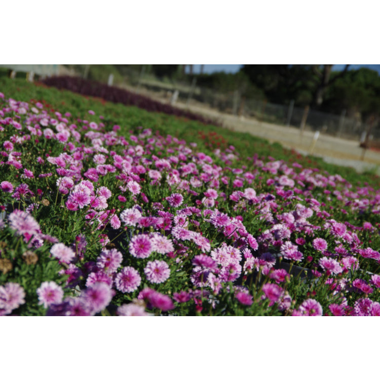 Argyranthemum frutescens (Argyranthemum Sunday Best)