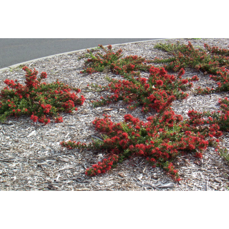 Grevillea juniperina ‘New Blood’ (New Blood Grevillea)