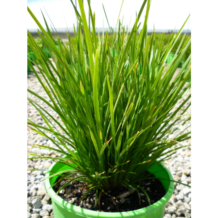 Lomandra longifolia x confertifolia (Lime Tuff)