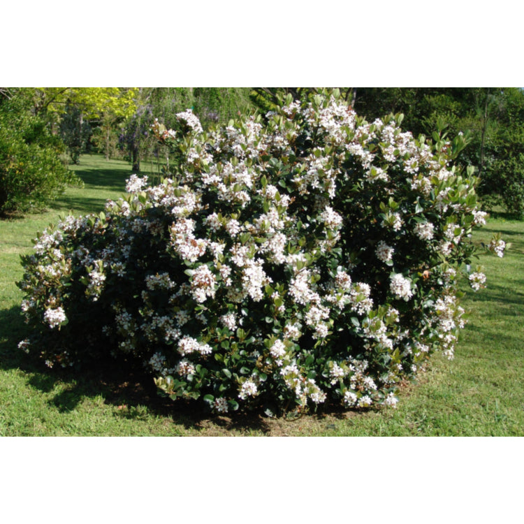 Rhaphiolepis indica ‘Cosmic White™’ – Hardy Evergreen Shrub