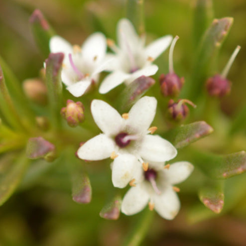 Myoporum parvifolium 'Yareena'