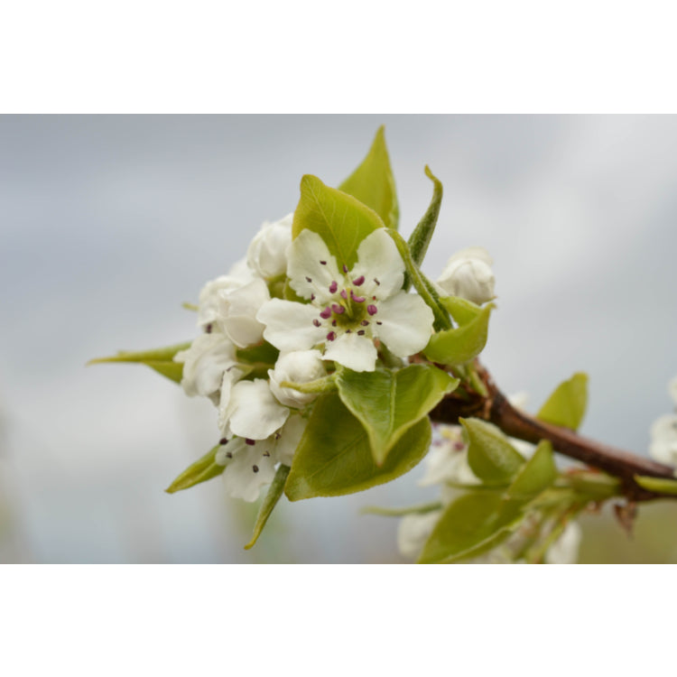 Pyrus ussuriensis (Manchurian Pear)