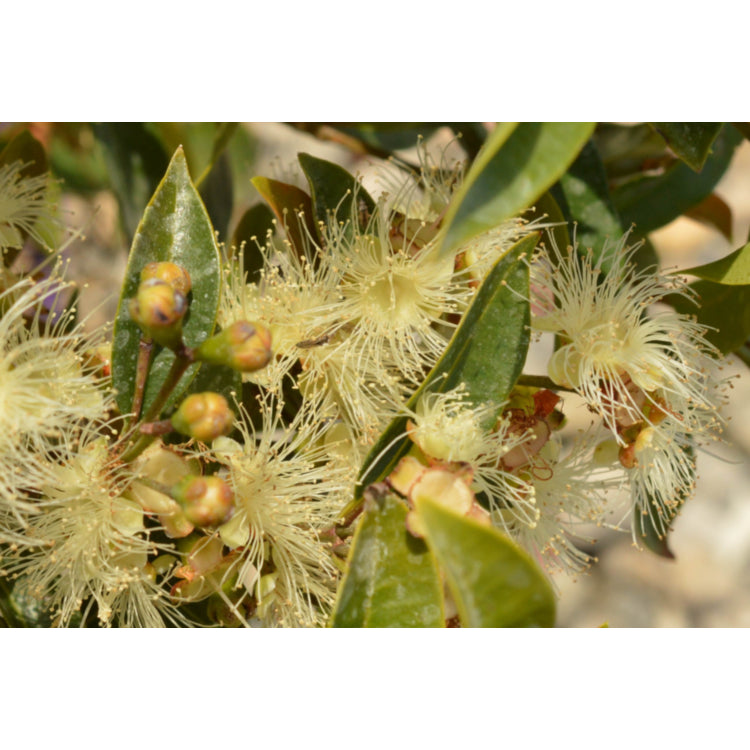 Syzygium Australe 'Resilience' (Resilience Lilly Pilly Standard)