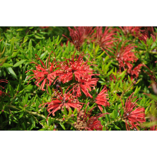 Grevillea juniperina ‘New Blood’ (New Blood Grevillea)