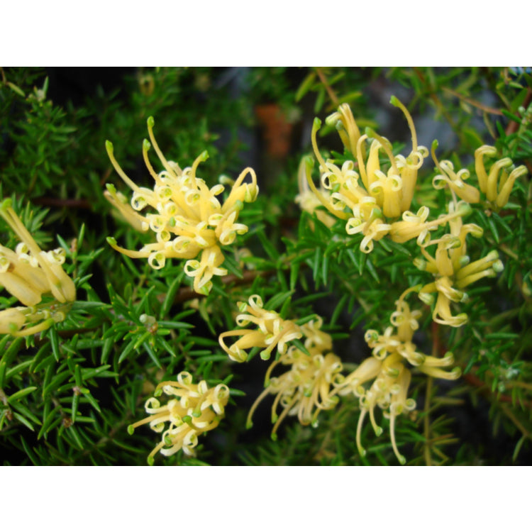 Grevillea juniperina ‘Gold Cluster™’ – Golden Grevillea