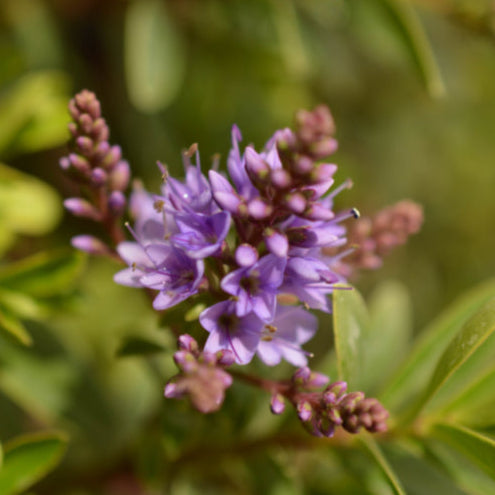 Hebe hybrid (Hebe ‘Heebie Jeebies’)