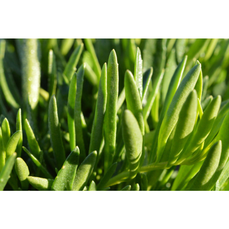 Myoporum parvifolium ‘Broad Leaf White’ (Creeping Boobialla)