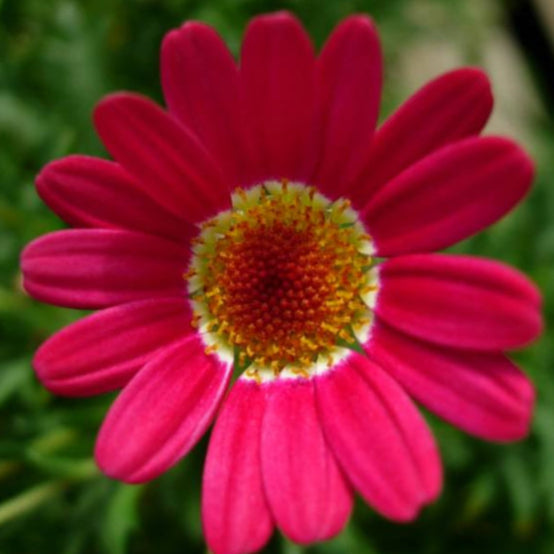 Argyranthemum frutescens (Madeira Red Single)