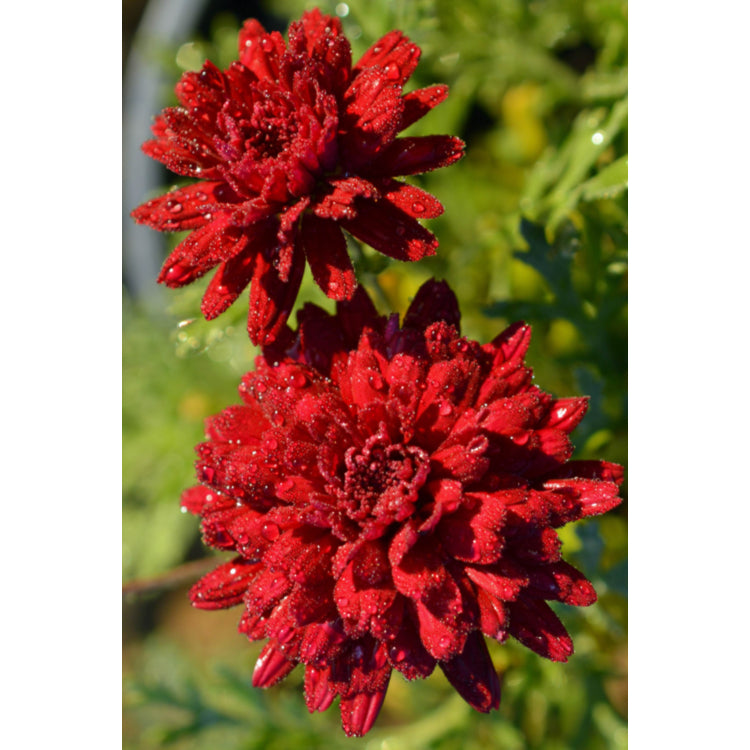 Argyranthemum frutescens 'Madeira Red Double' (Madeira Red Double Marguerite Daisy)