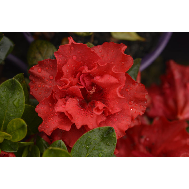 Azalea indica ‘Goyet’
