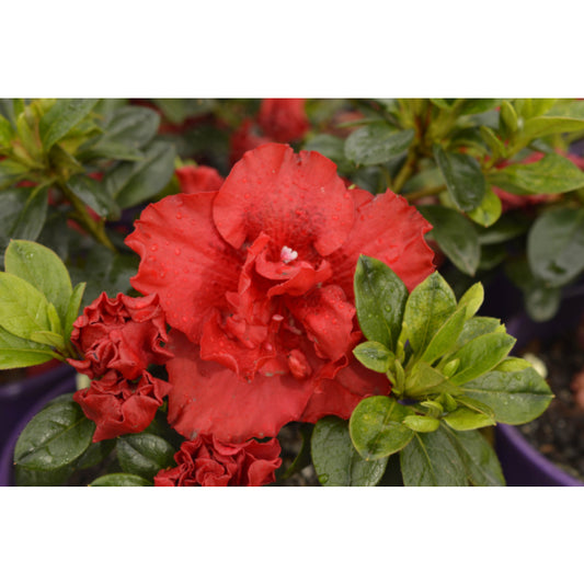 Azalea indica ‘Goyet’