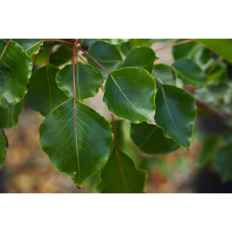 Pyrus ussuriensis (Manchurian Pear)
