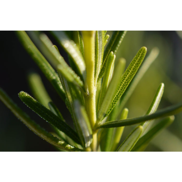 Rosmarinus officinalis ‘Portuguese Pink’ – Pink Rosemary