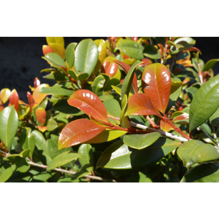 Syzygium Australe 'Resilience' (Resilience Lilly Pilly Standard)