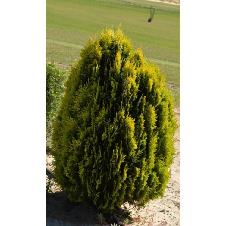 Thuja orientalis ‘Aurea Nana’ (Golden Biota / Golden Bookleaf)