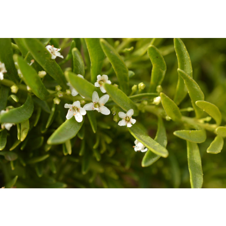 Myoporum parvifolium ‘Broad Leaf White’ (Creeping Boobialla)
