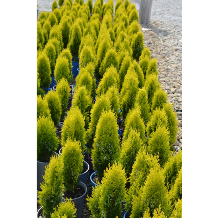 Thuja orientalis ‘Aurea Nana’ (Golden Biota / Golden Bookleaf)