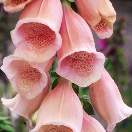 Digitalis Purpurea 'Apricot' (Apricot Foxglove)