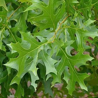 Quercus cerris (Turkey Oak)